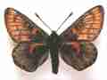 Eurodryas aurinia ab. sebaldus, cold-shock (Internet Image property of respective owner, non-commercial use only)